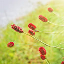 Burnet