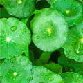 The use of Gotu Kola in topical applications is known to provide remarkable firming and anti-wrinkle benefits to the skin. It also prevents cellulite from forming. It is rich in triternene saponins and is also a great source of phytonutrients called flavonoids that act as antioxidants and fight off free radical damage.