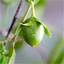 Jojoba