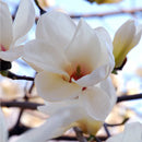 Magnolia