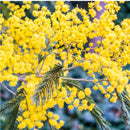 Mimosa Tenuiflora