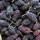 Mulberry