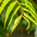 Neem