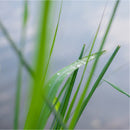 Vetiver