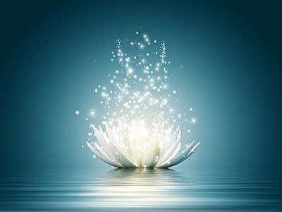 Lotus Flower Blooming