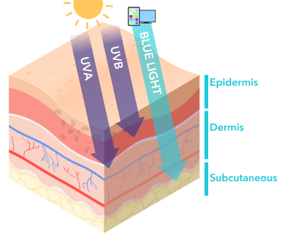 Competitors Scientific Study of the Skin
