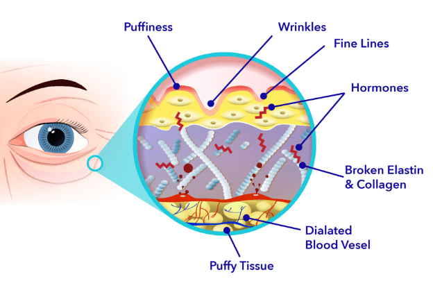 Competitors Scientific Study of the Skin