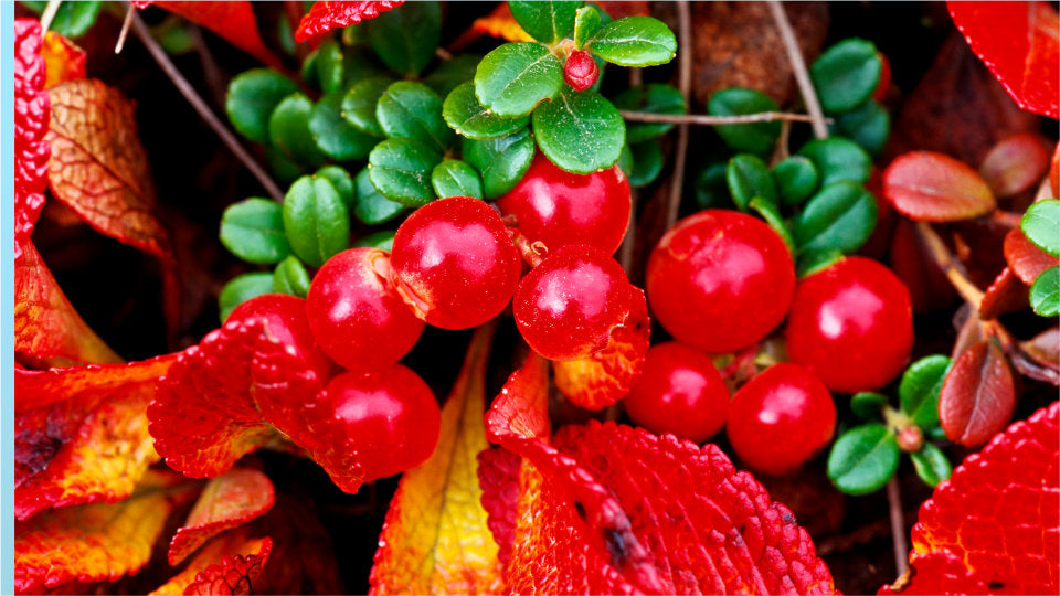Bearberry is a natural form of arbutin, which blocks brown spot production