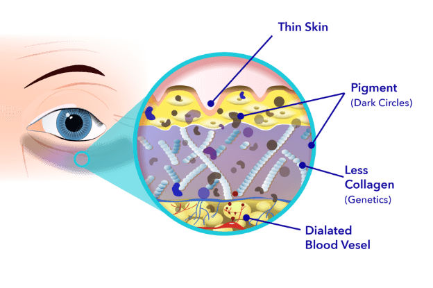 Scientific Study of the Skin
