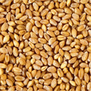 Barley