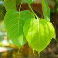 A fig tree native to India and Southeast Asia, regarded as sacred by Buddhists.
