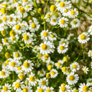 Chamomile