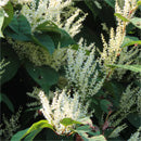 Japanese Knotweed