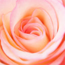 Rose essence is packed with vitamins, minerals and antioxidants that moisturise the skin. It also has antiseptic and anti-inflammatory properties that will reduce redness and soothe any irritation.