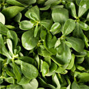Purslane