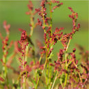Rumex