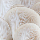 Songyi Mushroom