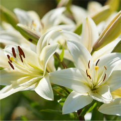 White Lily