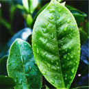 White Tea has anti-inflammatory and antioxidant properties and a protective effect against wrinkles